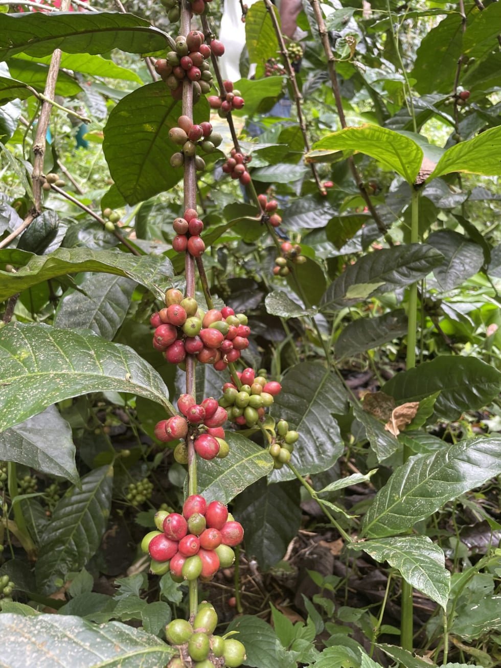 Centro de sao tome Mailson Neves