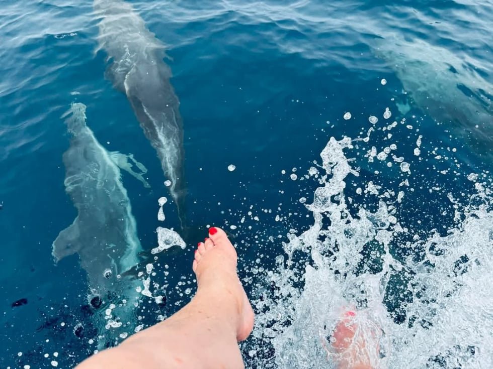 observação de golfinhos sao tome Mailson Neves